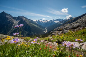 Revelstoke Glacier National Park Alpine Wildflower Bloom Tom Poole 300x200 1 - Bison Lodge Revelstoke