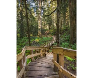 Giant Cedars Boardwalk. Photo Credit: Best Ever Guide, bestever.guide