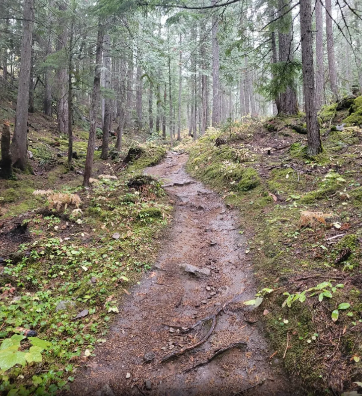 inspiration woods trail photo credit scott abraham via alltrails.com - Bison Lodge Revelstoke